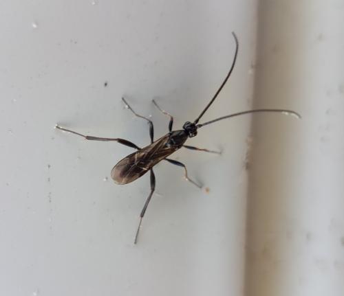 Réf. 216 234 : Helconinae inconnu